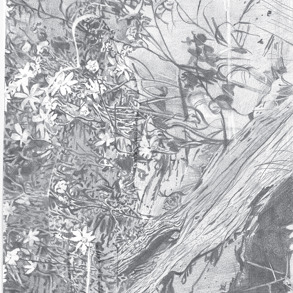 Pinotta-compositions