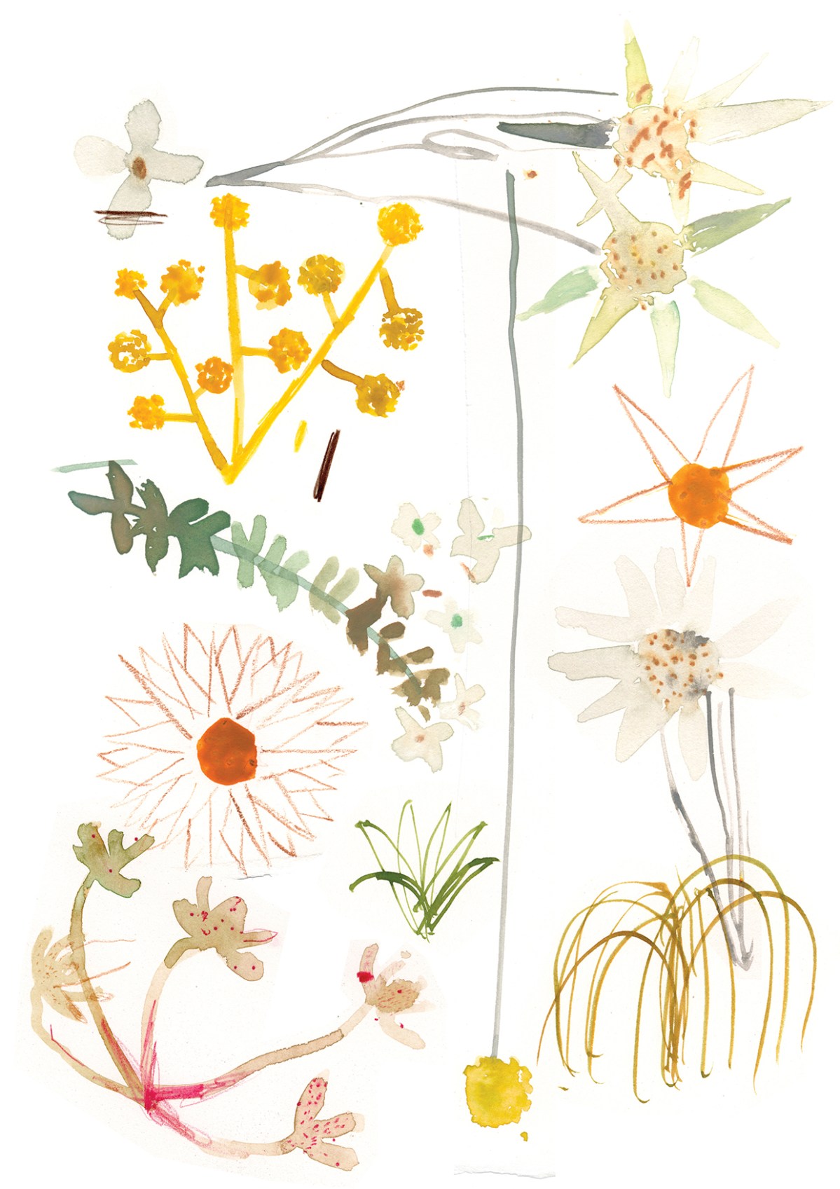 HFG Prints_illustrations